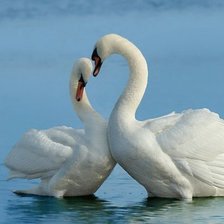 Схема вышивки «Лебеди»