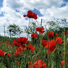 Схема вышивки «№368486»