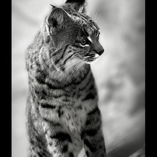 Схема вышивки «№368494»