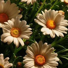 Схема вышивки «№368502»