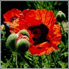 Схема вышивки «№368511»