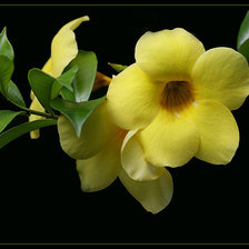 Схема вышивки «№368601»