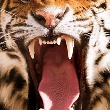 Схема вышивки «ТигрЪ»