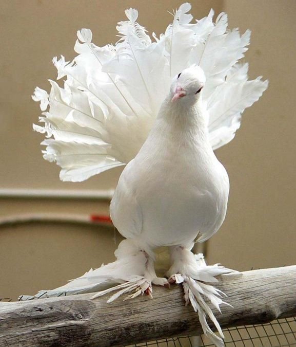 №368638 - оригинал