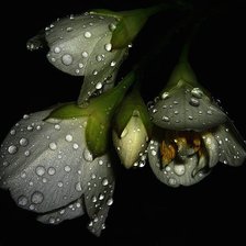 Схема вышивки «№368676»