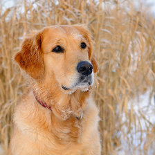 Схема вышивки «№368682»