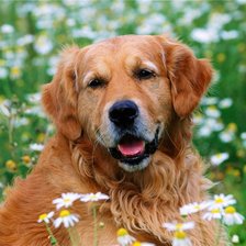 Схема вышивки «№368685»