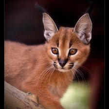 Схема вышивки «№368696»