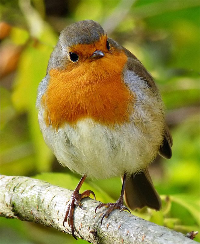 №368698 - оригинал