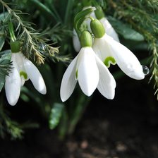 Схема вышивки «№368732»