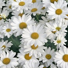 Схема вышивки «№368773»