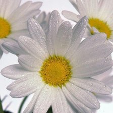 Схема вышивки «№368853»