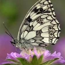 Схема вышивки «№368854»