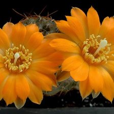 Схема вышивки «№368855»