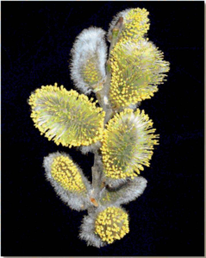 №368864 - предпросмотр