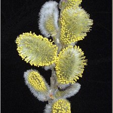 Схема вышивки «№368864»