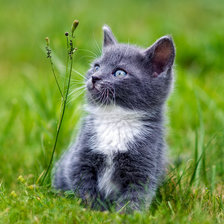 Схема вышивки «№368887»