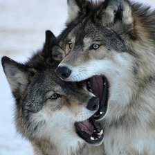 Схема вышивки «Волки»