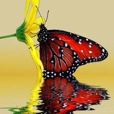 Схема вышивки «Бабочка»