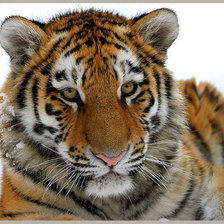 Схема вышивки «№369036»