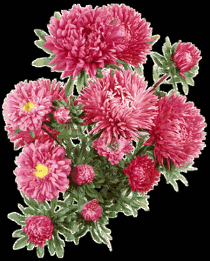 №369090 - астры, цветы, букет - предпросмотр