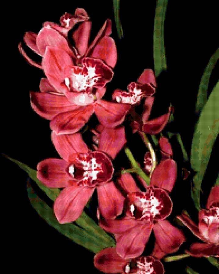 Орхидеи - цветы - предпросмотр