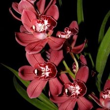 Схема вышивки «Орхидеи»