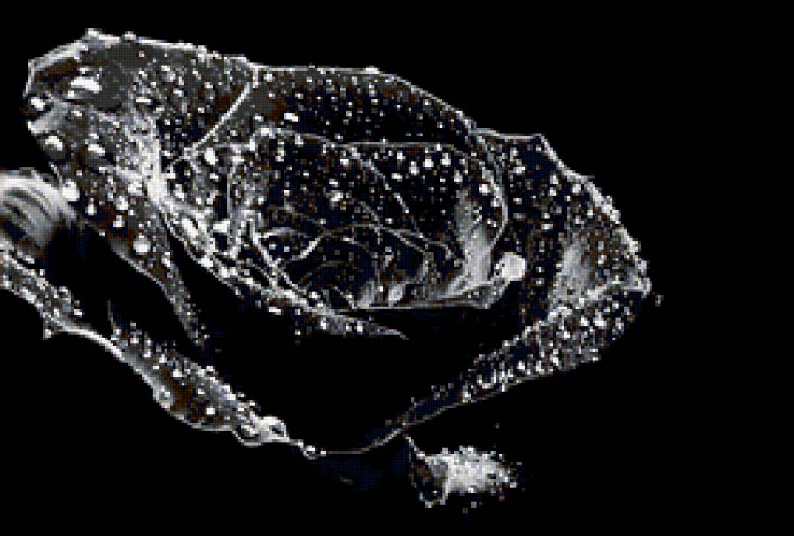 Чёрная роза - роза, черный фон - предпросмотр