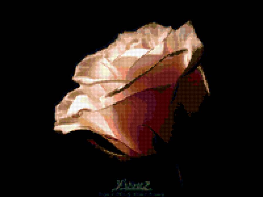 Роза - роза, черный фон - предпросмотр