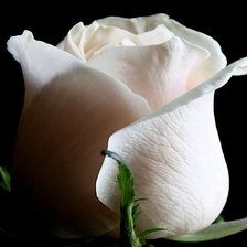 Схема вышивки «Роза»