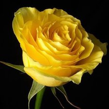 Схема вышивки «Роза»