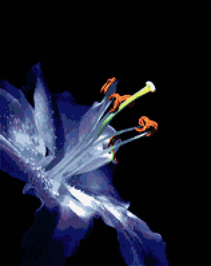 Цветок - черный фон, цветы - предпросмотр