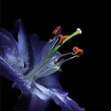 Схема вышивки «Цветок»