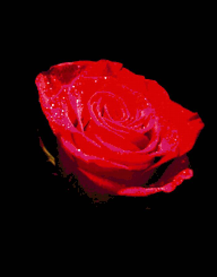 Роза - черный фон - предпросмотр