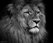 Схема вышивки «Лев»