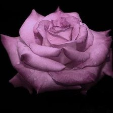 Схема вышивки «Роза»