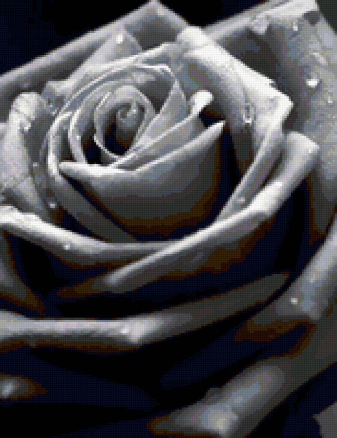 Роза - черно-белое - предпросмотр