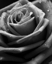 Схема вышивки «Роза»