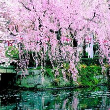 Схема вышивки «сакура»