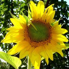 Схема вышивки «№369531»