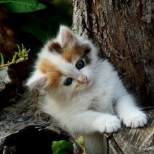 Схема вышивки «№369536»