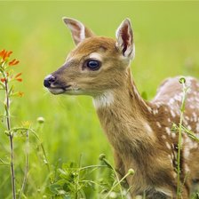 Схема вышивки «№369545»