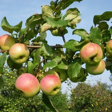 Схема вышивки «яблоки»