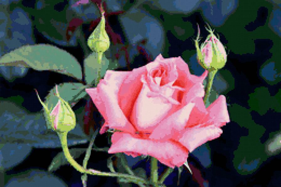 розы - бутоны, розы, цветы, цветок, роза - предпросмотр