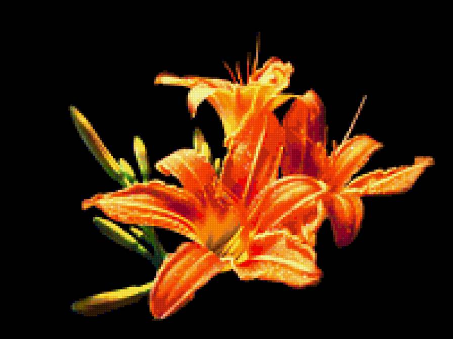 Лилии - цветы - предпросмотр