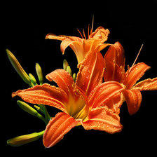 Схема вышивки «Лилии»