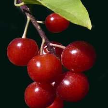 Схема вышивки «№369619»