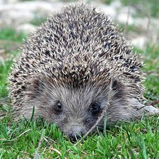 Схема вышивки «№369630»