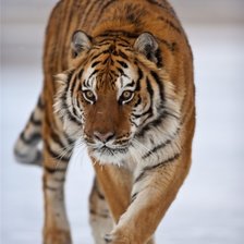 Схема вышивки «№369645»