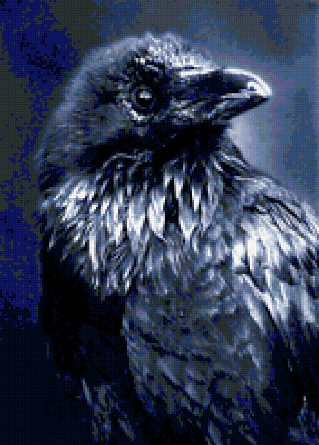 Ворон - птицы - предпросмотр